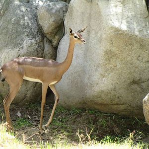 Female Gerenuk