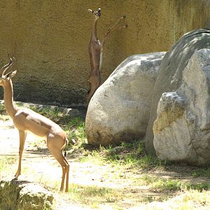 Gerenuks