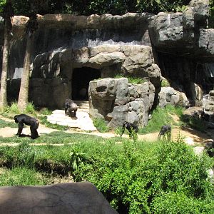 Chimpanzee Exhibit