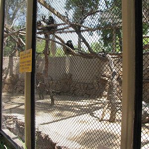 Colobus Monkey Enclosure