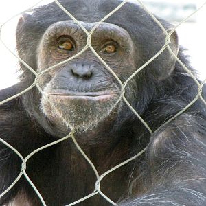 Chimpanzee