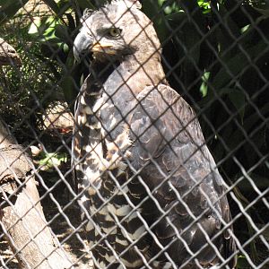 African Crowned Eagle