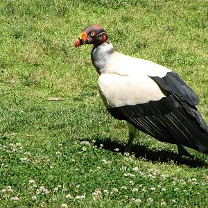 King Vulture - World of Birds Show