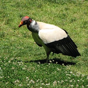 King Vulture - World of Birds Show