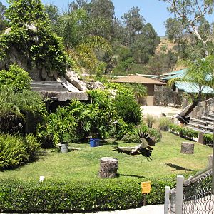 Crowned Cranes - World of Birds Stage