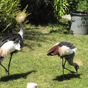 Crowned Cranes - World of Birds Show