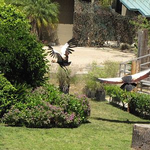Crowned Cranes - World of Birds Show