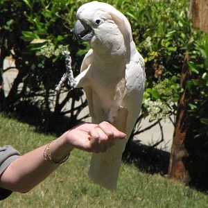 Scooter - World of Birds Show