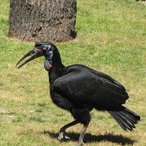 Abyssinian Ground Hornbill - World of Birds Show