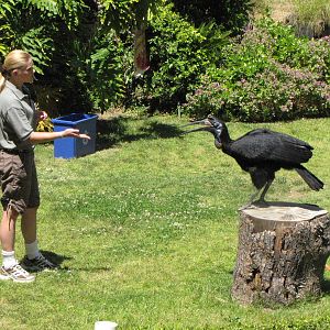 Hornbill and Trainer - World of Birds Show