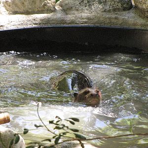 Giant Otter