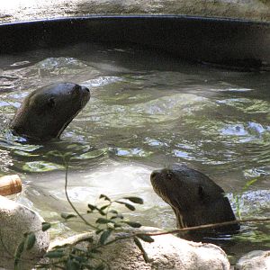 Giant Otters