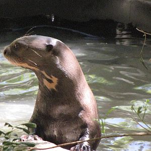 Giant Otter