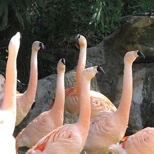 Caribbean and Chilean Flamingos