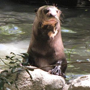Giant Otter