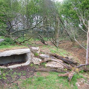 European Lynx exhibit at Whipsnade 08/05/10
