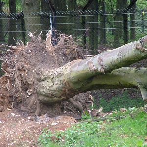 European Lynx exhibit at Whipsnade 08/05/10