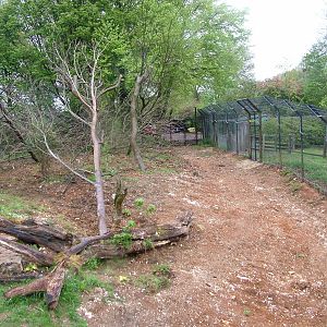European Lynx exhibit at Whipsnade 08/05/10