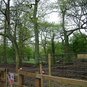 Wild Boar exhibit at Whipsnade 08/05/10
