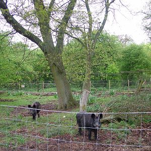 Wild Boar exhibit at Whipsnade 08/05/10