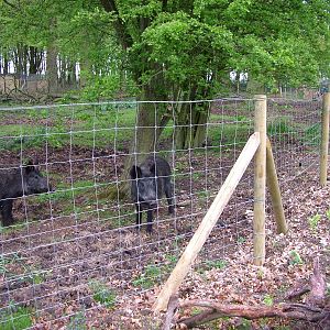 Wild Boar exhibit at Whipsnade 08/05/10