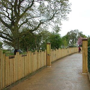 Bear and Wolverine viewing at Whipsnade 08/05/10