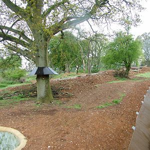 Wolverine exhibit at Whipsnade 08/05/10