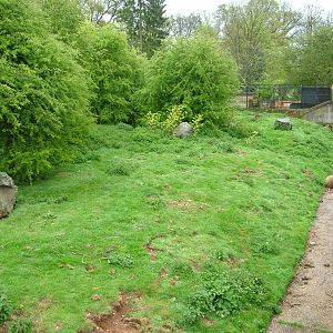 European Brown Bear exhibit at Whipsnade 08/05/10