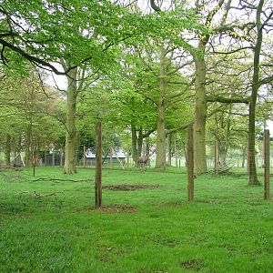 Moose exhibit at Whipsnade 08/05/10