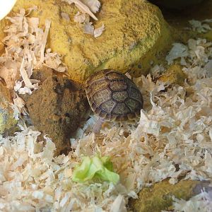 Incredibly small Egyptian Tortoise at Whipsnade 08/05/10
