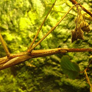 Stick Insect at Whipsnade 08/05/10