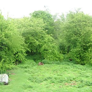European Brown Bear exhibit at Whipsnade 08/05/10