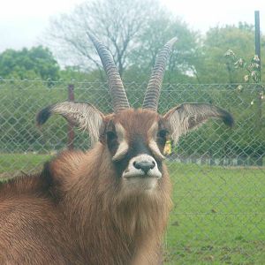 Roan Antelope at Whipsnade 08/05/10