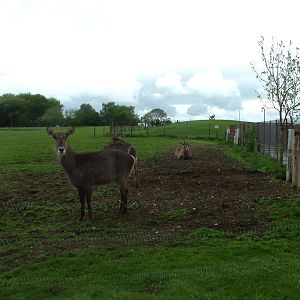 Mixed Antelope at Whipsnade 08/05/10