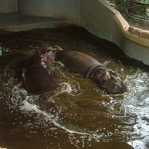 Lively Common Hippos at Whipsnade 08/05/10