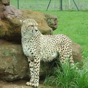 Cheetah at Whipsnade 08/05/10