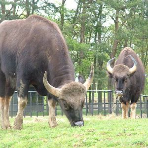 Gaur at Whipsnade 08/05/10