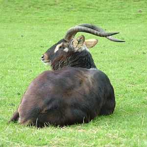 Male Nile Lechwe at Whipsnade 08/05/10