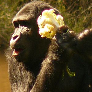 'FASHION ICON EXCLUSIVE'