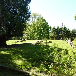 Roosevelt Elk Paddock