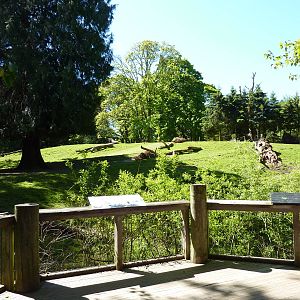 Roosevelt Elk Paddock