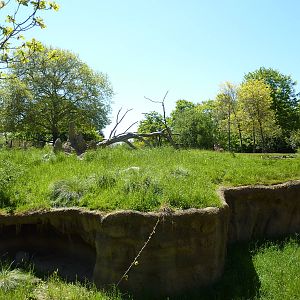 Patas Monkey Exhibit