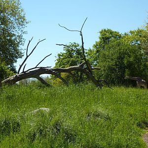 Patas Monkey Exhibit + Giraffes