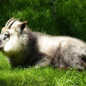 Japanese Serow