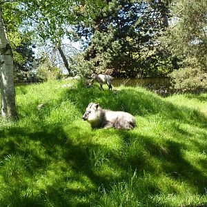 Japanese Serow Exhibit