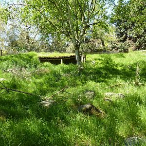 Japanese Serow Exhibit