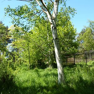 White-Naped Crane Exhibit