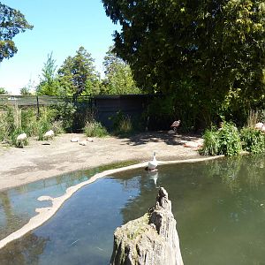 Flamingo Exhibit