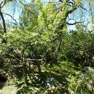 Red-Ruffed Lemur Exhibit