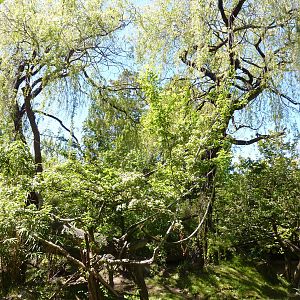 Red-Ruffed Lemur Exhibit